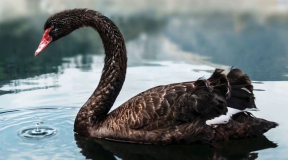 Маховский: «Прилетел «черный лебедь» в виде иранской войны»