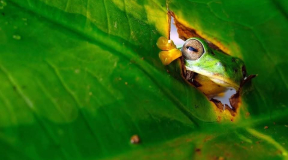 Романчук: «Лукашенко рад подыгрывать Трампу, потому что это на руку не только ему, но и Путину»