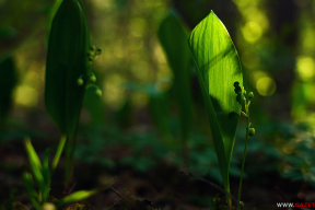 Прогулка по майскому лесу. 10 сочных фото