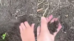 В Борисове дети закопали щенков и сняли это на видео